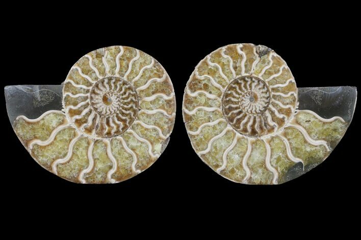 Cut & Polished Ammonite Fossil - Agatized #78553